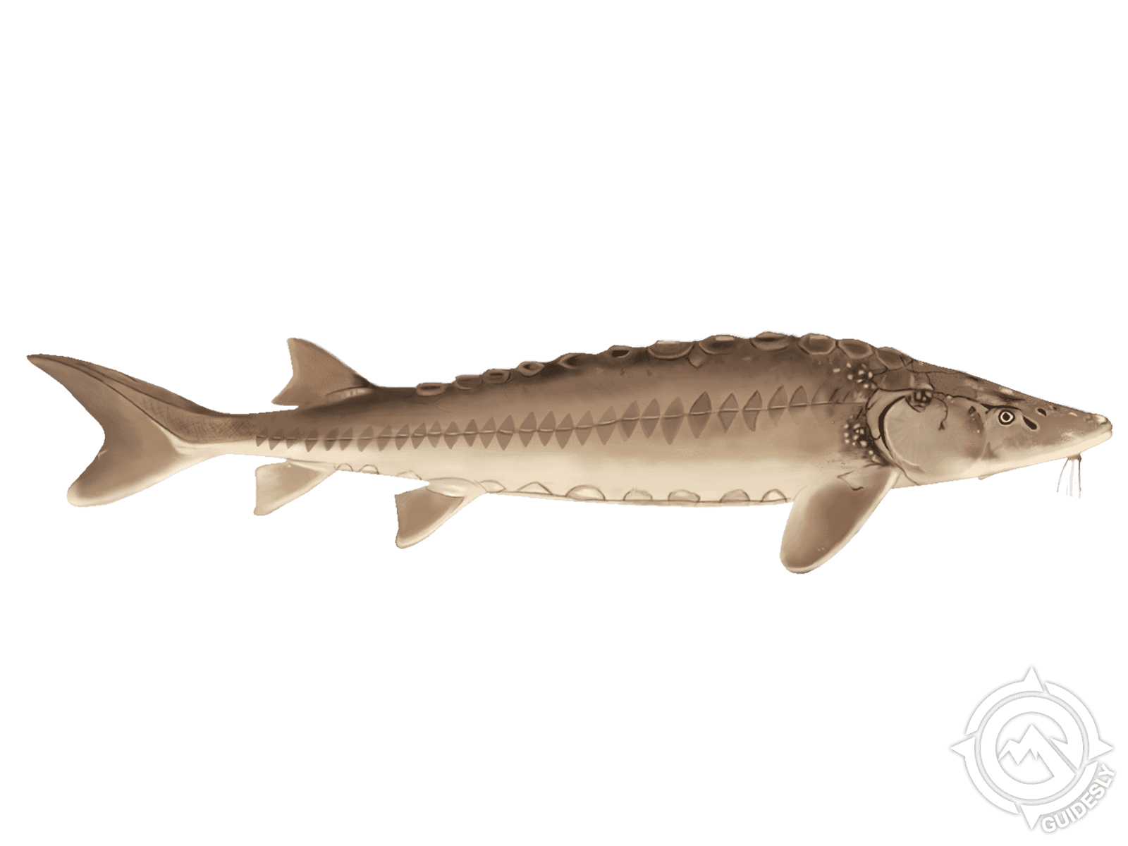 Lake Sturgeon